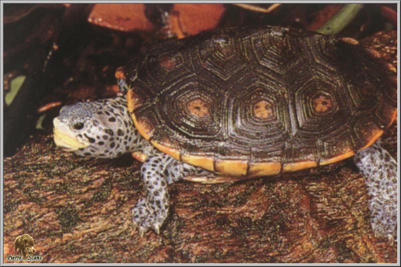 Diamondback Terrapin (Malaclemys terrapin) {!--다이아몬드거북-->; DISPLAY FULL IMAGE.