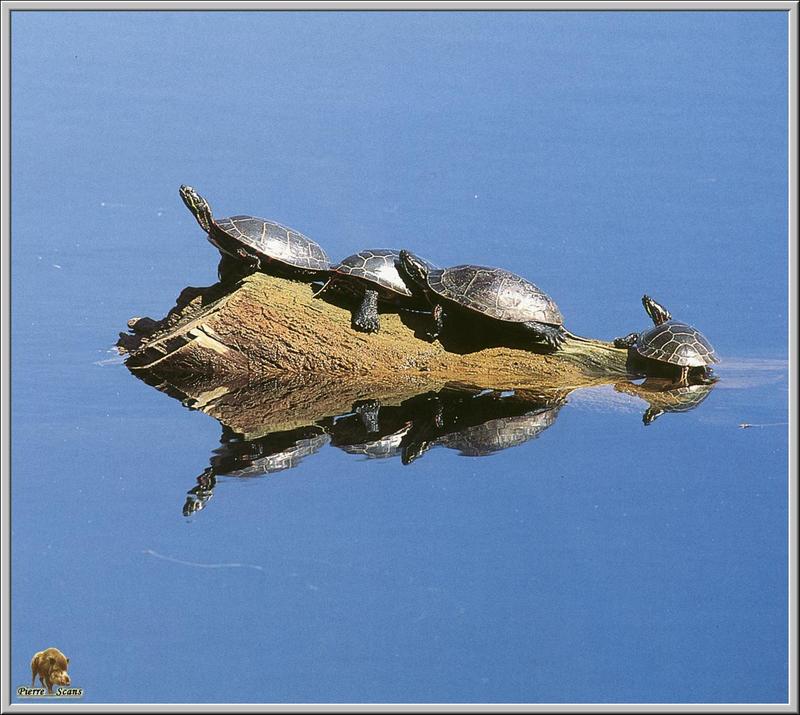 Cumberland Slider (Trachemys scripta troosti) {!--청거북 아종-->; DISPLAY FULL IMAGE.