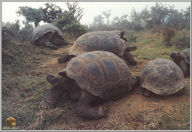 Galapagos Giant Tortoise (Geochelone nigra) {!--갈라파고스코끼리거북-->; DISPLAY FULL IMAGE.