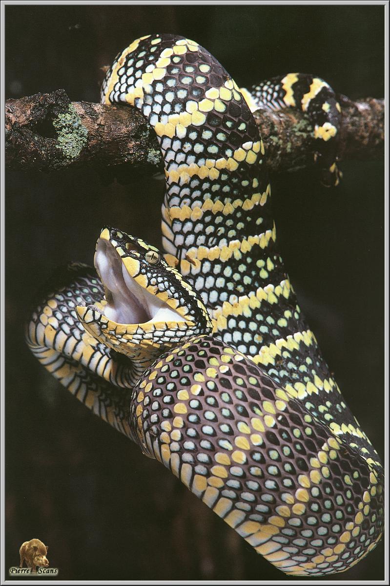 Temple Viper (Tropidolaemus wagleri) {!--사원살모사-->; DISPLAY FULL IMAGE.