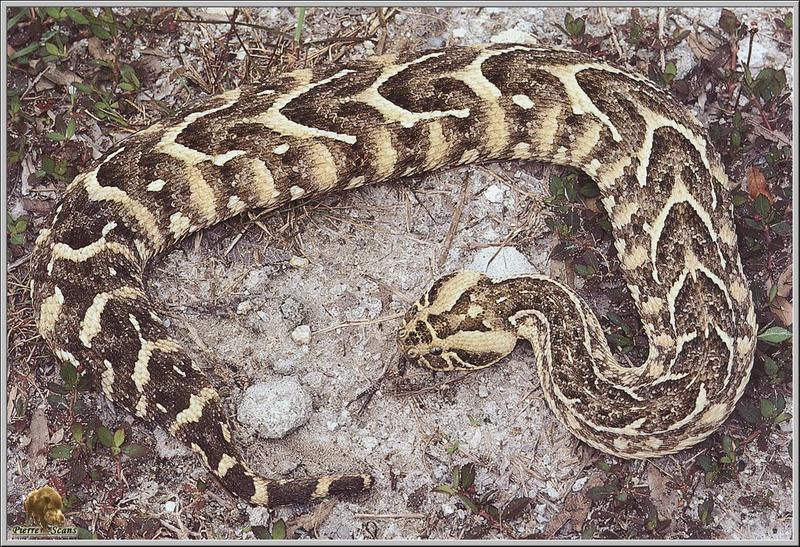 Puff Adder (Bitis arietans) {!--아프리카큰살모사-->; DISPLAY FULL IMAGE.