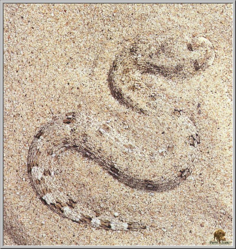 Puff Adder (Bitis arietans) {!--아프리카큰살모사-->; DISPLAY FULL IMAGE.