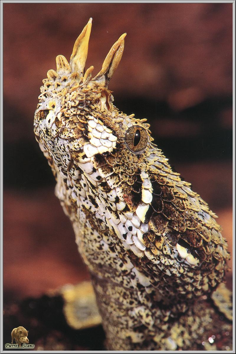 Rhinoceros Viper (Bitis nasicornis) {!--코뿔살모사-->; DISPLAY FULL IMAGE.