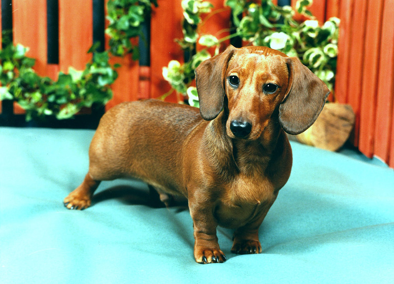 Miniature Dachshund; DISPLAY FULL IMAGE.