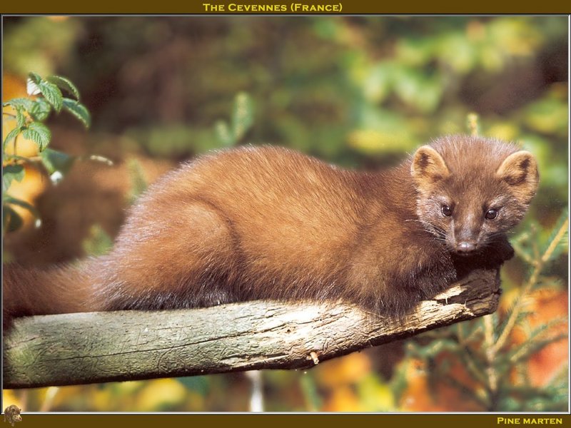 European Pine Marten (Martes martes) {!--유럽소나무산달-->; DISPLAY FULL IMAGE.