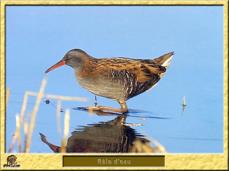 Water Rail (Rallus aquaticus) {!--흰눈썹뜸부기-->; DISPLAY FULL IMAGE.