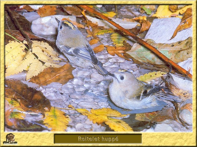 Goldcrest (Regulus regulus) {!--상모솔새-->; DISPLAY FULL IMAGE.