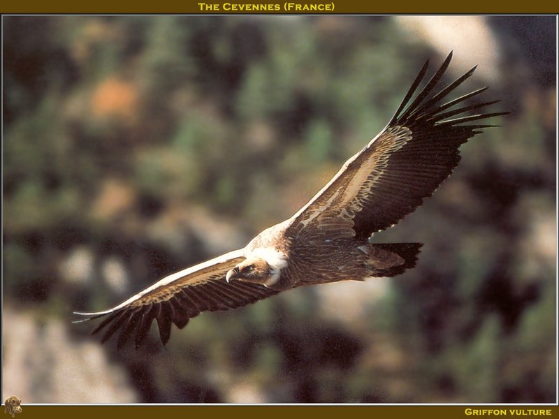 Eurasian Griffon Vulture (Gyps fulvus) {!--흰목걸이독수리-->; DISPLAY FULL IMAGE.