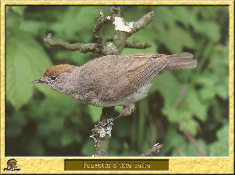 Blackcap (Sylvia atricapilla) {!--유럽검은머리휘파람새-->; DISPLAY FULL IMAGE.