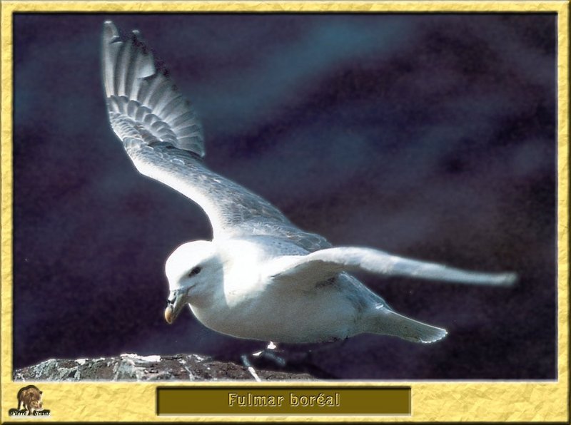 Northern Fulmar (Fulmarus glacialis) {!--북방풀머갈매기-->; DISPLAY FULL IMAGE.