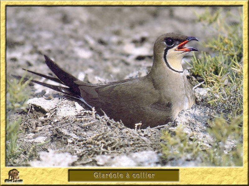 Collared Pratincole (Glareola pratincola) {!--유럽제비물떼새-->; DISPLAY FULL IMAGE.