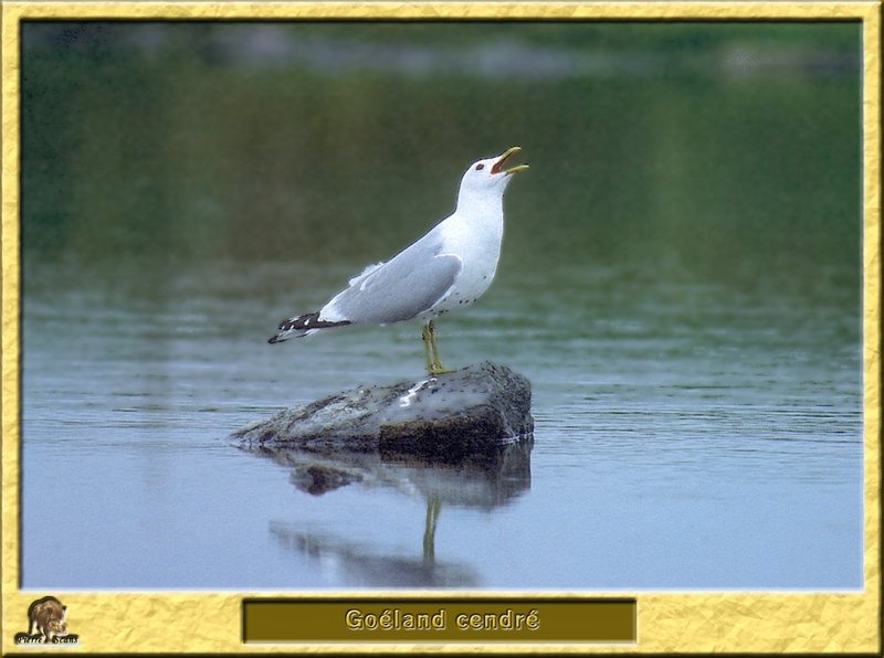 Common Gull (Larus canus) {!--갈매기-->; DISPLAY FULL IMAGE.