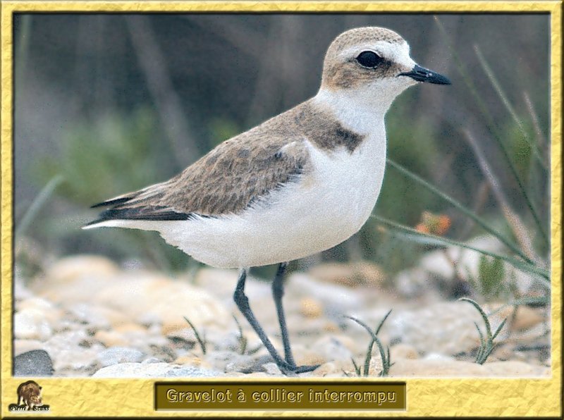 Kentish Plover (Charadrius alexandrinus) {!--흰물떼새-->; DISPLAY FULL IMAGE.