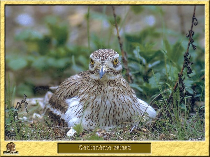 Stone Curlew (Burhinus oedicnemus) {!--돌물떼새(유럽)-->; DISPLAY FULL IMAGE.