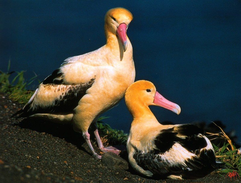 Short-tailed Albatross (Diomedea albatrus) {!--신천옹(알바트로스)-->; DISPLAY FULL IMAGE.