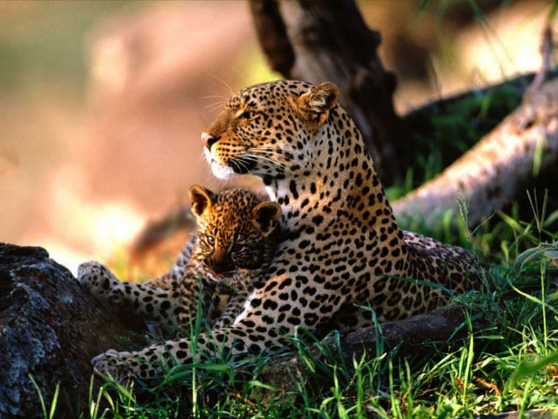 Babysitting, African Leopards; DISPLAY FULL IMAGE.