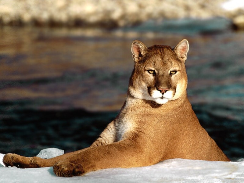Winter Shoreline, Cougar; DISPLAY FULL IMAGE.