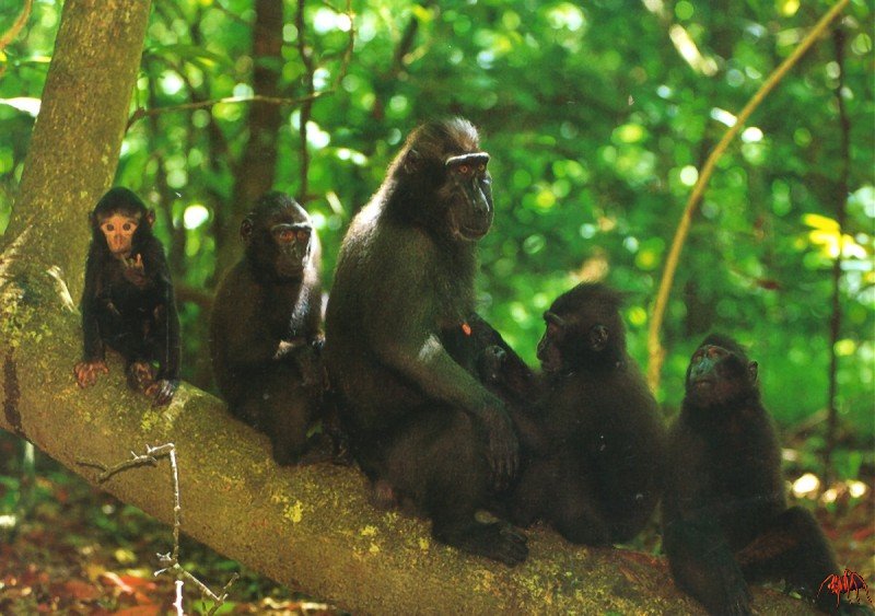 Celebes crested macaque (Macaca nigra) {!--검둥원숭이-->; DISPLAY FULL IMAGE.