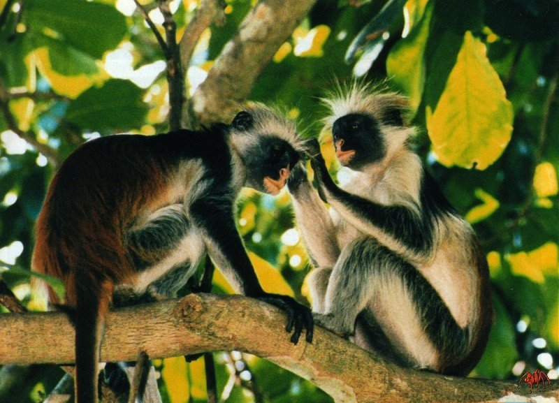 zanzibar red colobus (procolobus kirkii); DISPLAY FULL IMAGE.