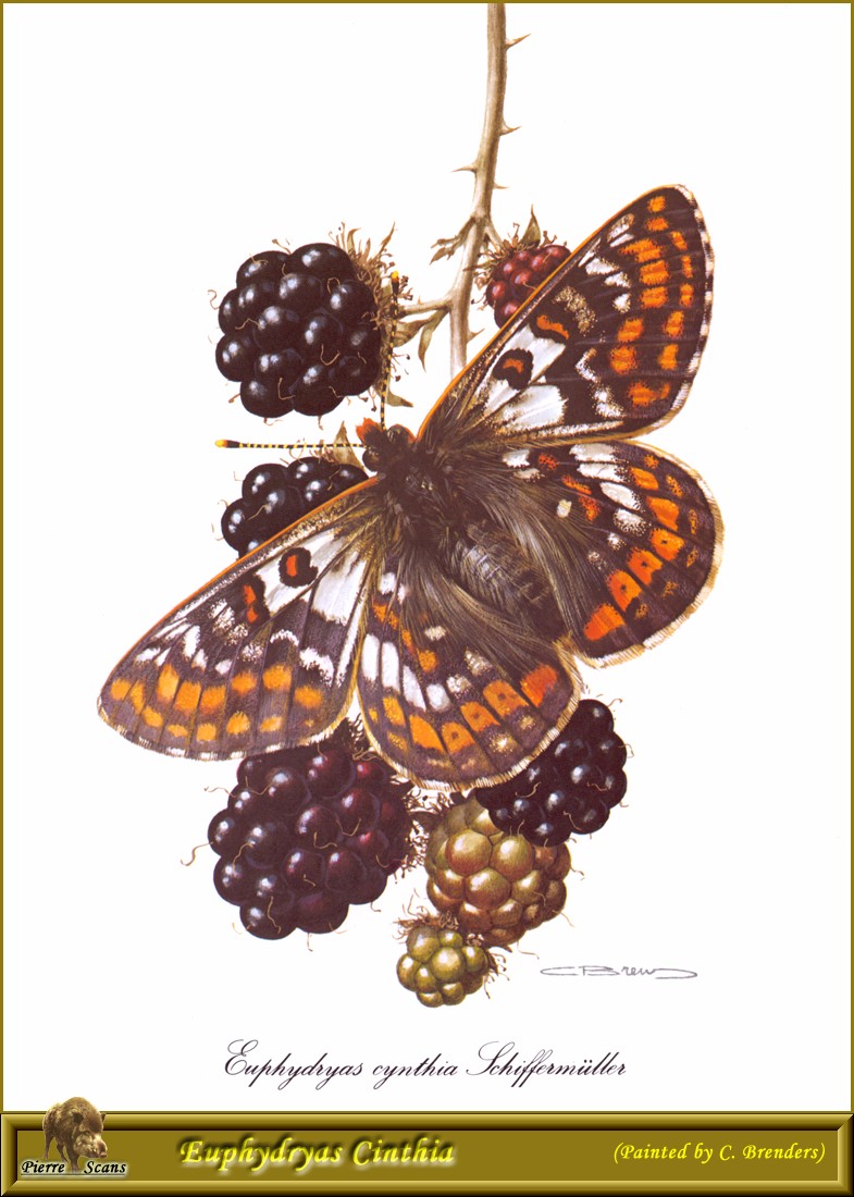 Cynthia's Fritillary (Euphydryas cynthia) {!--신시아어리표범나비-->; DISPLAY FULL IMAGE.