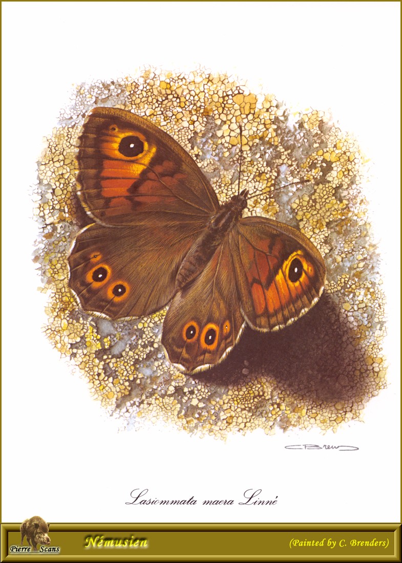 Large Wall Brown (Lasiommata maera) {!--유럽뱀눈그늘나비-->; DISPLAY FULL IMAGE.