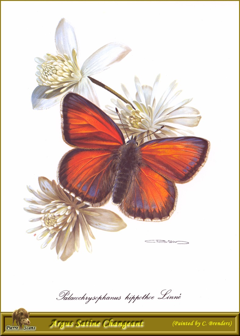 Purple-edged Copper (Lycaena hippothoe) {!--암먹주홍부전나비-->; DISPLAY FULL IMAGE.