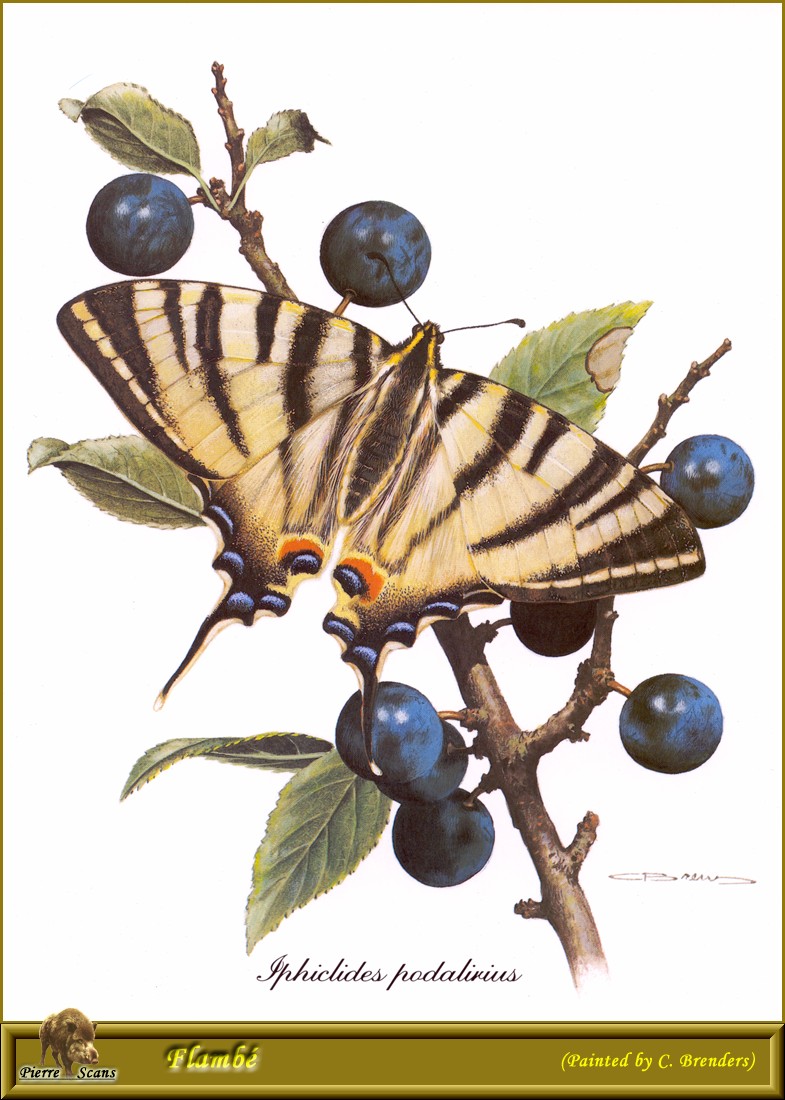 Scarce Swallowtail Butterfly (Iphiclides podalirius) {!--호랑나비과(유라시아)-->; DISPLAY FULL IMAGE.