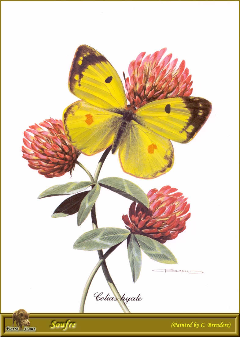 Pale Clouded Yellow (Colias hyale) {!--유럽노랑나비-->; DISPLAY FULL IMAGE.