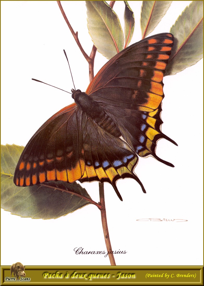 Two-tailed Pasha (Charaxes jasius); DISPLAY FULL IMAGE.