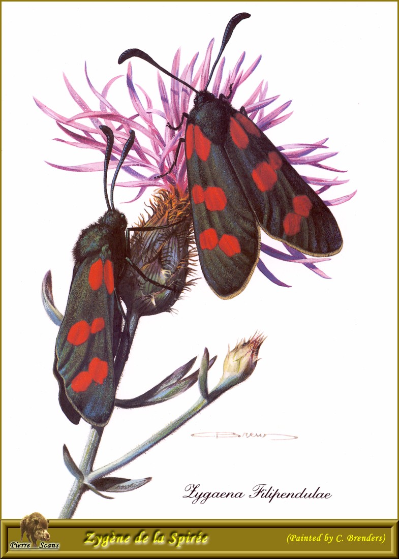 Six-spot Burnet (Zygaena filipendulae) {!--여섯점알락나방/알락나방과(Zygaenidae)-->; DISPLAY FULL IMAGE.