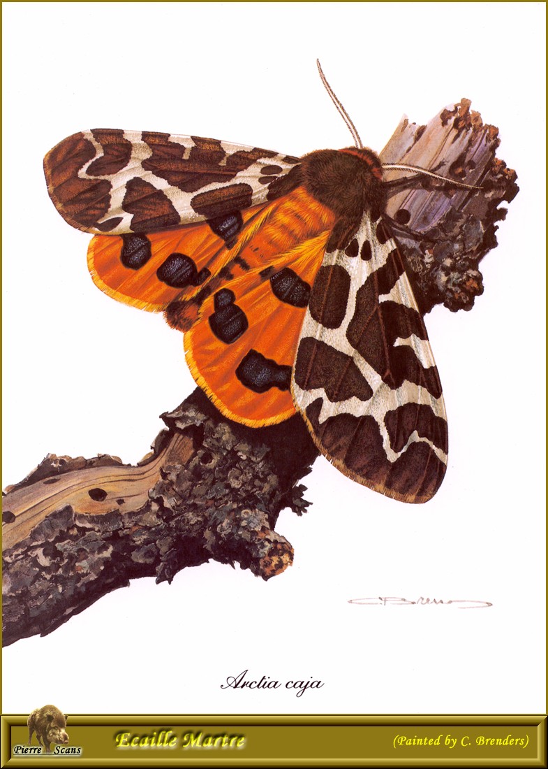 Garden Tiger Moth (Arctia caja) {!--불나방-->; DISPLAY FULL IMAGE.