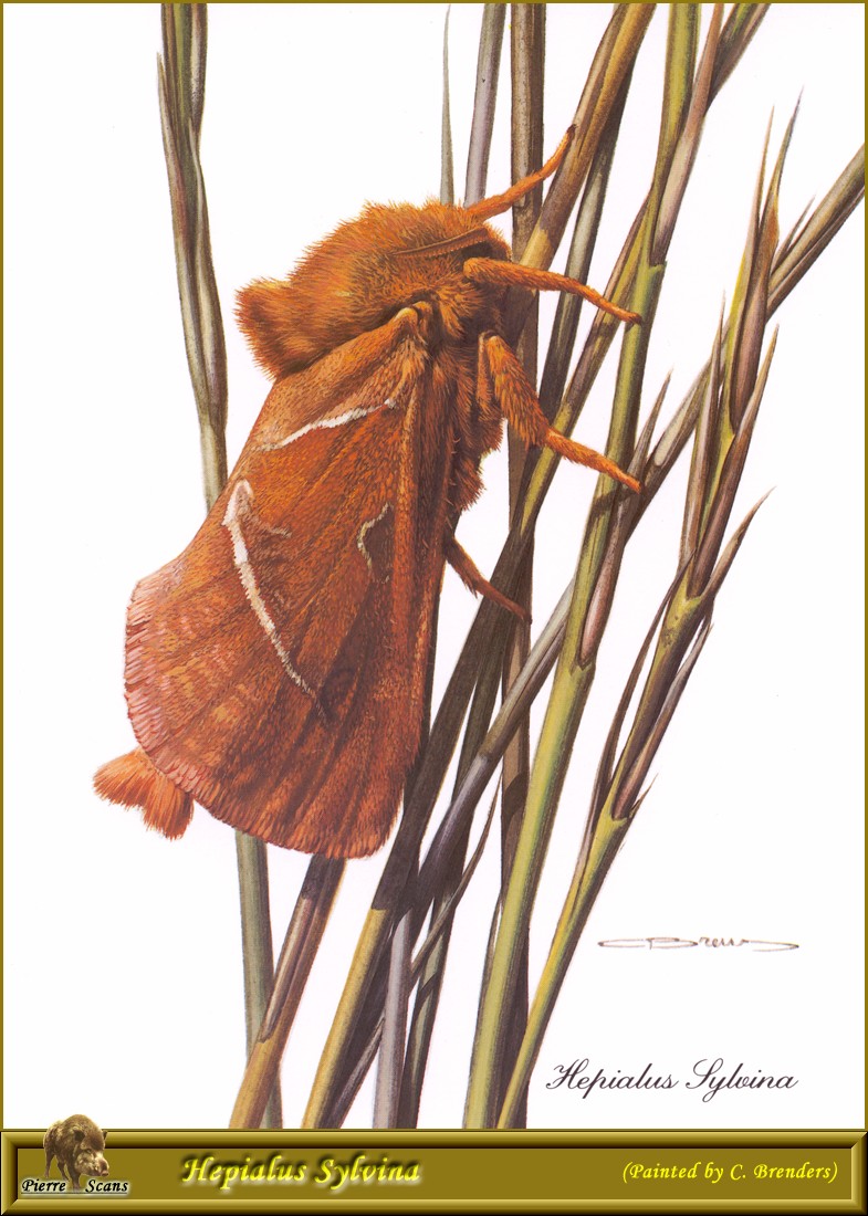 Orange Swift Moth (Hepialus sylvina) {!--오렌지박쥐나방-->; DISPLAY FULL IMAGE.
