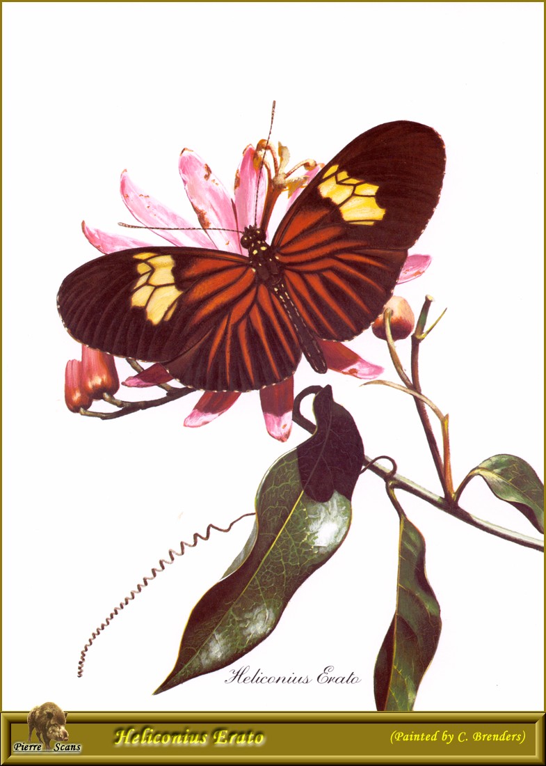 Small Postman Butterfly (Heliconius erato) {!--작은우체부독나비-->; DISPLAY FULL IMAGE.
