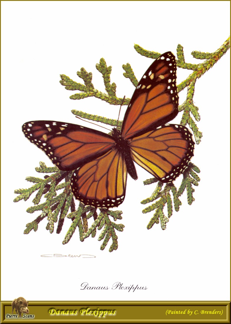 Monarch Butterfly (Danaus plexippus) {!--군주나비-->; DISPLAY FULL IMAGE.