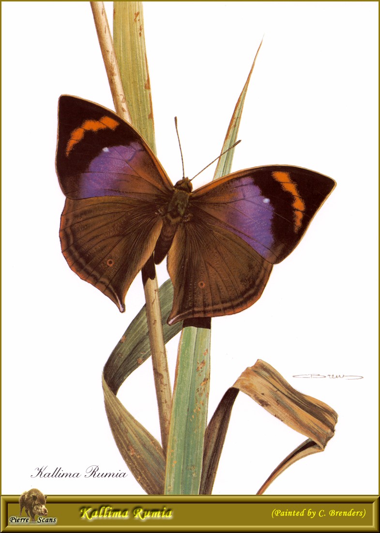 African Leaf Butterfly (Kallimoides rumia) {!--아프리카나뭇잎나비-->; DISPLAY FULL IMAGE.