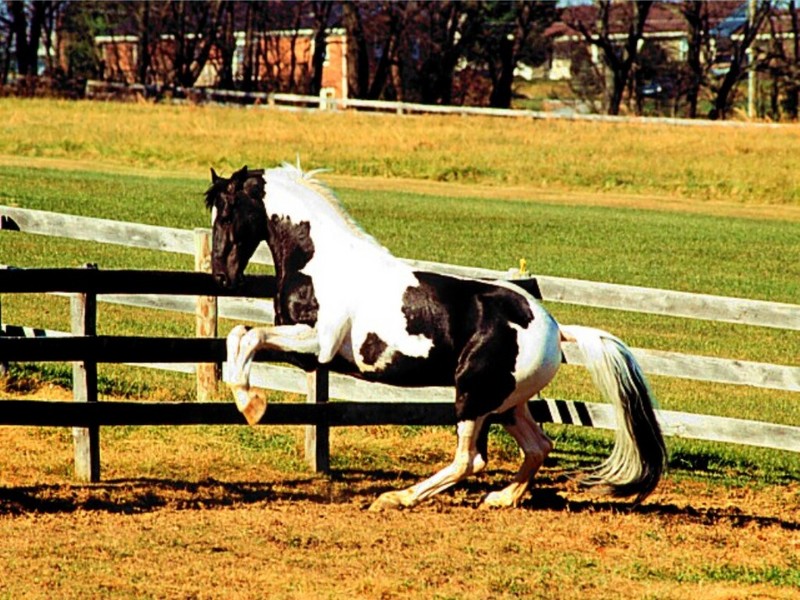 Pinto Stallion Levade; DISPLAY FULL IMAGE.
