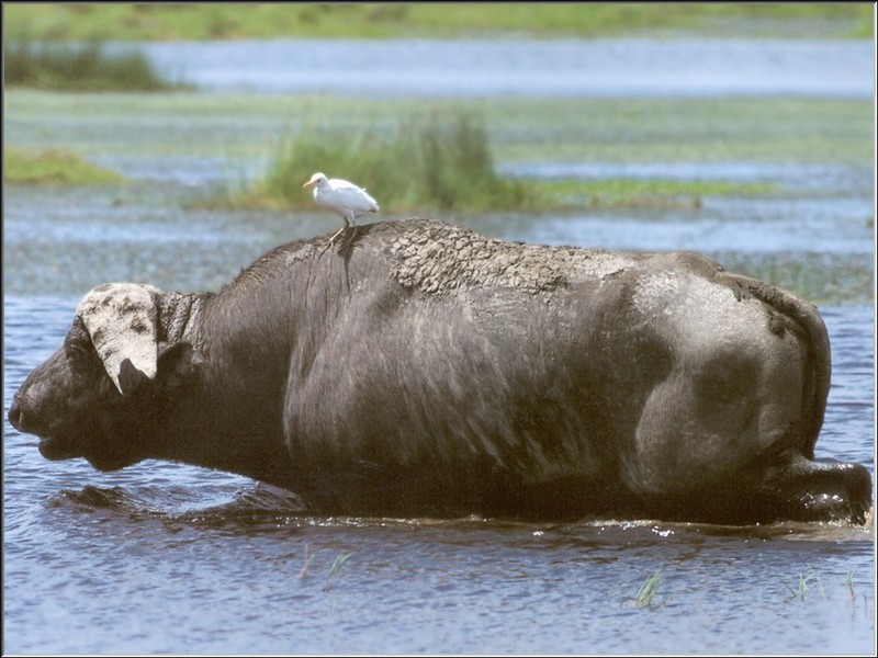 African Buffalo (Syncerus caffer) {!--아프리카물소-->; DISPLAY FULL IMAGE.