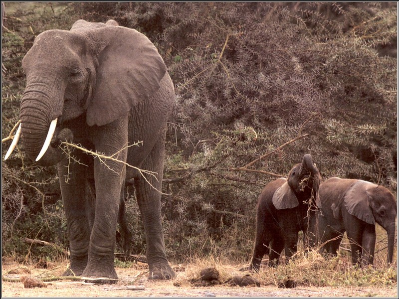African Elephants (Loxodonta africana) {!--아프리카코끼리-->; DISPLAY FULL IMAGE.