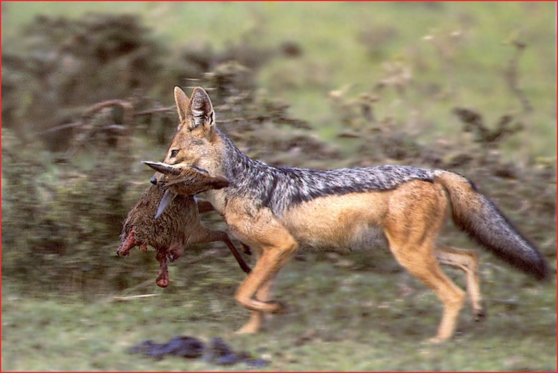 Black-backed Jackals (Canis mesomelas) {!--검은등재칼-->; DISPLAY FULL IMAGE.