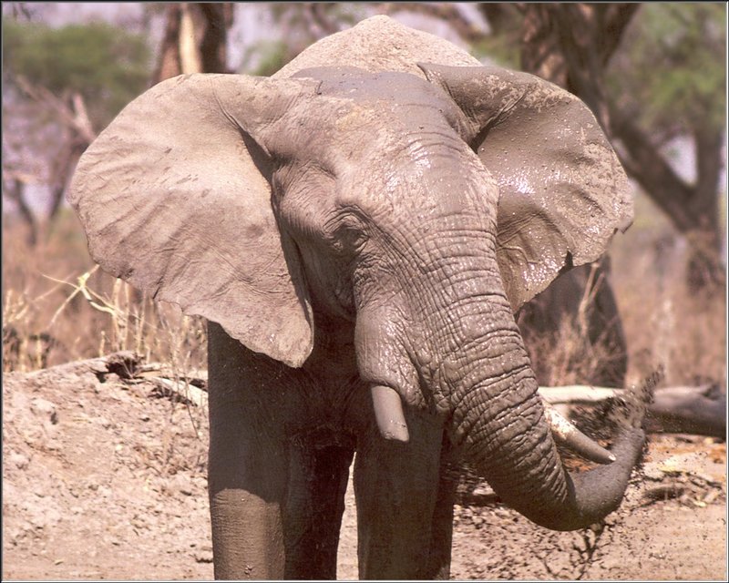 African Elephants (Loxodonta africana) {!--아프리카코끼리-->; DISPLAY FULL IMAGE.