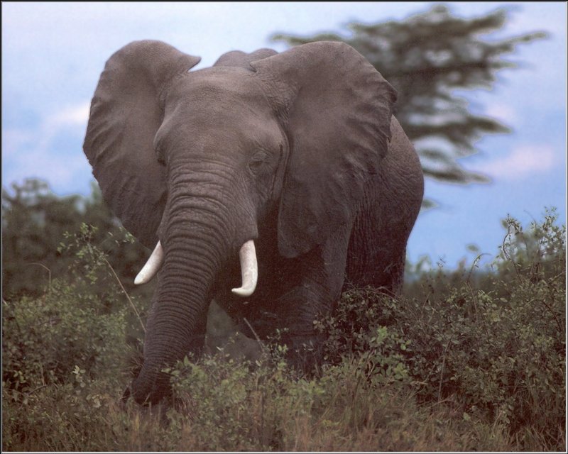 African Elephant (Loxodonta africana) {!--아프리카코끼리-->; DISPLAY FULL IMAGE.