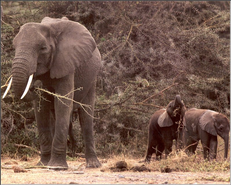 African Elephants (Loxodonta africana) {!--아프리카코끼리-->; DISPLAY FULL IMAGE.