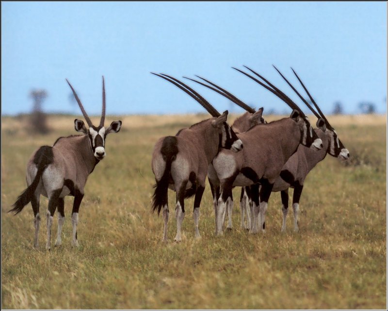 Gemsbok (Oryx gazella) {!--겜스복영양(---羚羊)-->; DISPLAY FULL IMAGE.