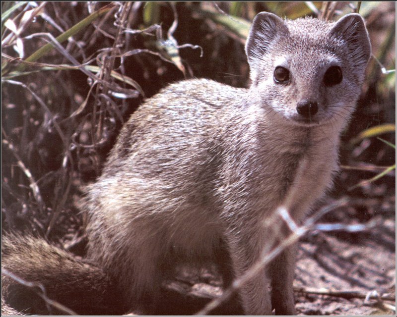 Dwarf Mongoose (Helogale parvula) {!--난쟁이몽구스-->; DISPLAY FULL IMAGE.