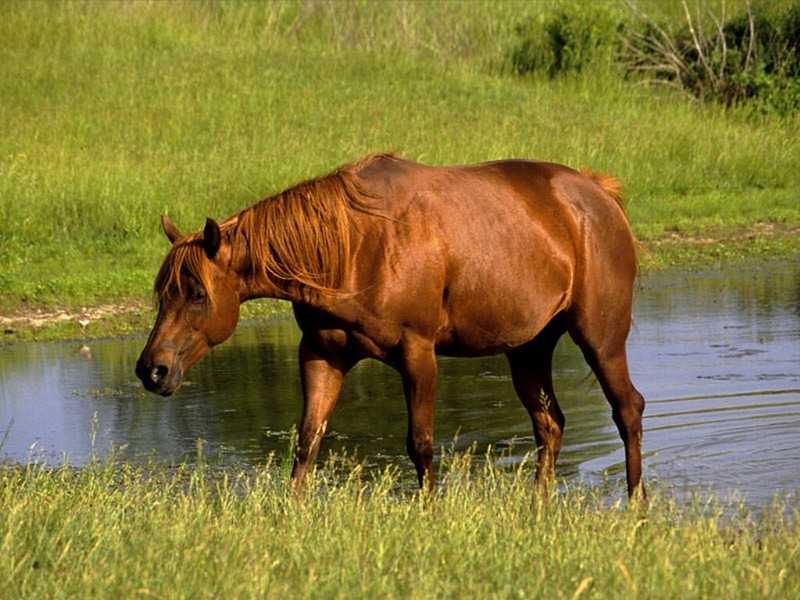 Registered Quarter Horse Mare; DISPLAY FULL IMAGE.