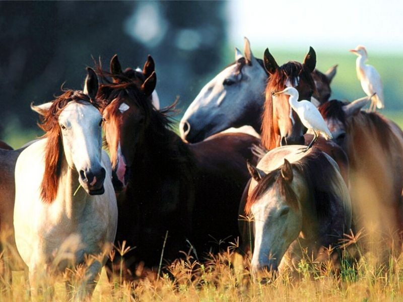 Youngstock, Lusitano; DISPLAY FULL IMAGE.