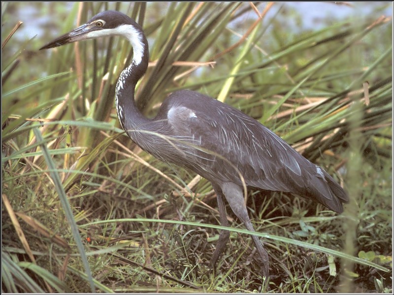 Black-headed Heron (Ardea melanocephala) {!--검은머리왜가리(아프리카)-->; DISPLAY FULL IMAGE.