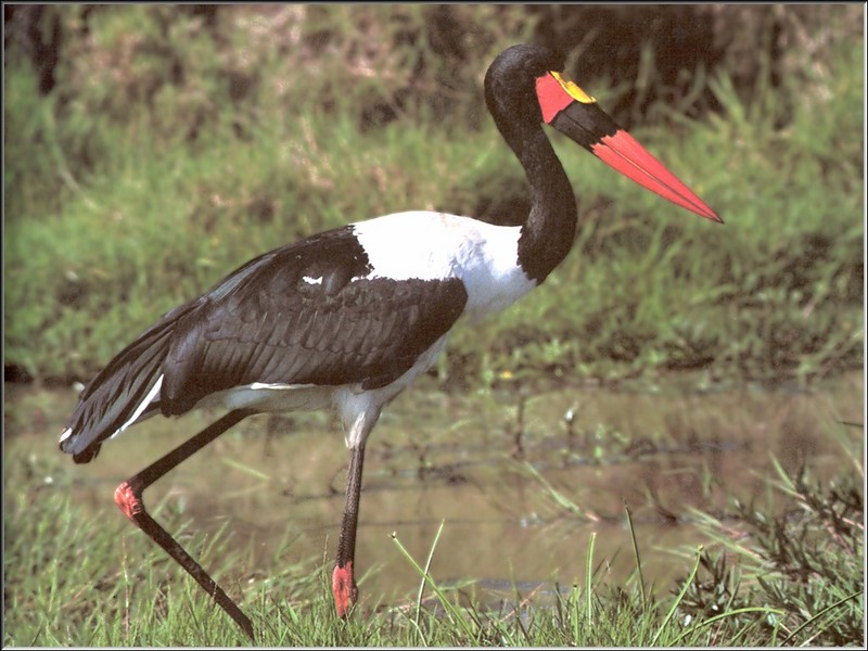 Saddle-billed Stork (Ephippiorhynchus senegalensis) {!--안장부리황새(아프리카)-->; DISPLAY FULL IMAGE.
