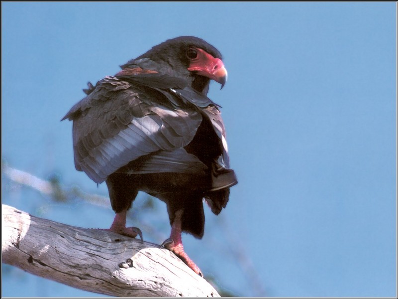 Bateleur Eagle (Terathopius ecaudatus) {!--아프리카붉은뺨수리-->; DISPLAY FULL IMAGE.