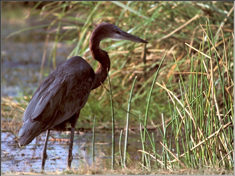 Goliath Heron (Ardea goliath) {!--도깨비왜가리-->; DISPLAY FULL IMAGE.